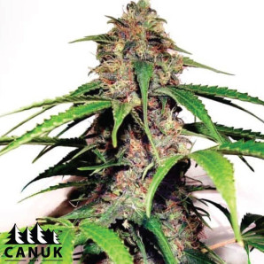 White Widow Fast Version Feminized Seeds - ELITE STRAIN