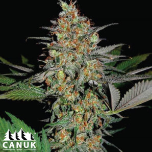 White Widow X AK Feminized Seeds - ELITE STRAIN