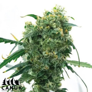 White Widow X AK Fast Version Feminized Seeds - ELITE STRAIN