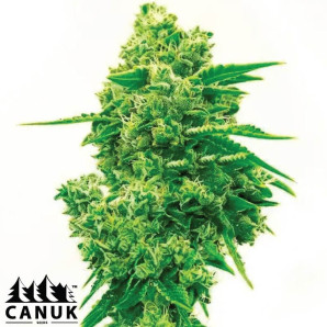 White Widow X California Snow Autoflowering Feminized Seeds - ELITE STRAIN