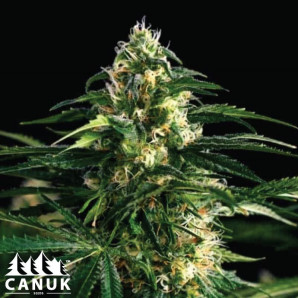 White Widow X Northern Lights Feminized Seeds - ELITE STRAIN