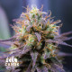 Ayahuasca Purple Feminized Seeds - ELITE STRAIN