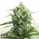 Banana Kush Auto Feminized Seeds - ELITE STRAIN