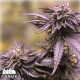 Black Amnesia Haze Fast Feminized Seeds