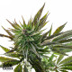 AK Feminized Seeds