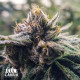 Chocolate Bruce Feminized Seeds - ELITE STRAIN - CLEARANCE