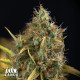 Cookie Kush Feminized Seeds - ELITE STRAIN