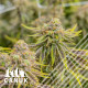 Gamma Cookies Regular Seeds - CLEARANCE