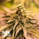 Lamb's Bread Feminized Seeds - ELITE STRAIN