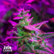 Rainbow AK Feminized Seeds - ELITE STRAIN