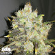 CBDurban Feminized Seeds (Canuk Seeds)