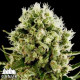 Critical Jack Fast Feminized Seeds - CLEARANCE