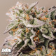 Gelato Auto Feminized Seeds - ELITE STRAIN 