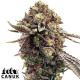 Ghost Train Haze Feminized Seeds - ELITE STRAIN