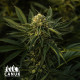 God Bud Regular Seeds - ELITE STRAIN - CLEARANCE