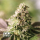 Ice Cream Cake Feminized Seeds - ELITE STRAIN - CLEARANCE