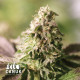 Ice Cream Cake Feminized Seeds - ELITE STRAIN