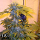 LA Confidential Feminized Seeds - ELITE STRAIN