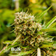Mazar Feminized Seeds (Bulk Seeds) - ELITE STRAIN