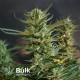 NYC Diesel Feminized Seeds (Bulk Seeds Guru) - ELITE STRAIN