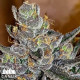 Tropicanna Glookies Feminized Seeds - ELITE STRAIN - CLEARANCE