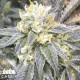 Zkittlez Feminized Seeds  - ELITE STRAIN - CLEARANCE