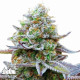 Zkittlez Glue Feminized Seeds  - ELITE STRAIN