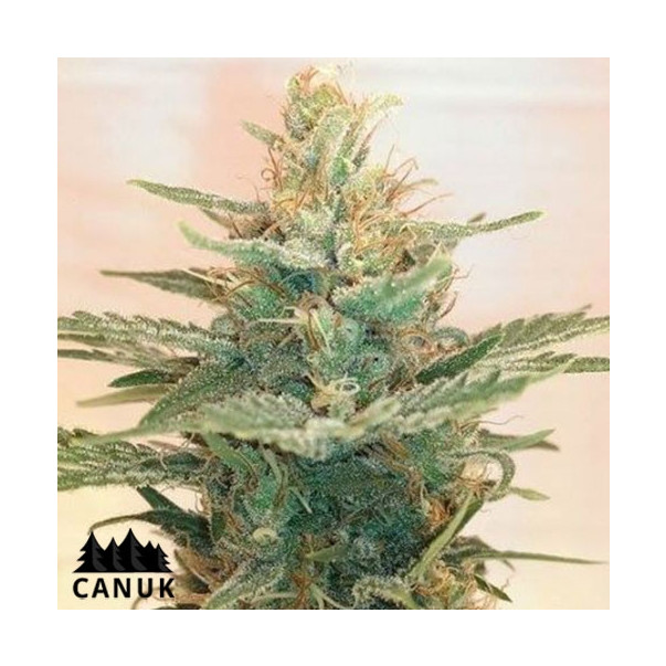 Lemonade OG Feminized Seeds - CLEARANCE | Cannabis Seeds Canada