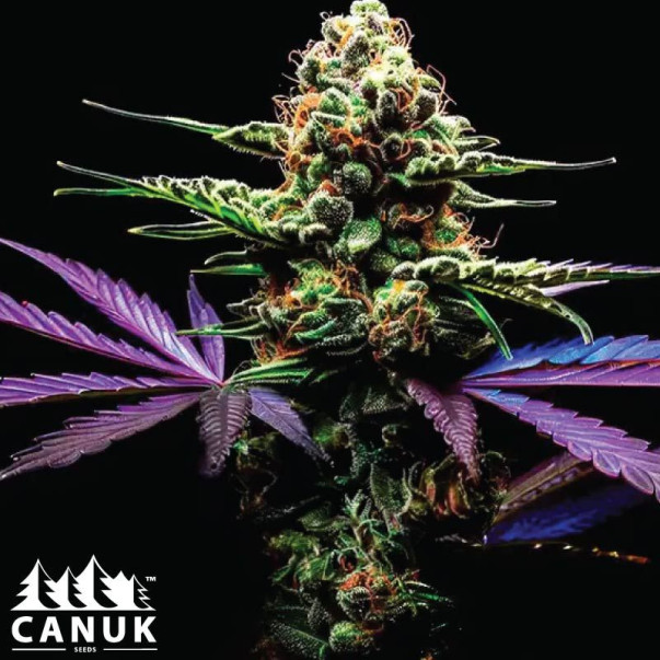 grape SEED １～８ Zkittlez x Grape Bubble Autoflowering Feminized Seeds - ELITE