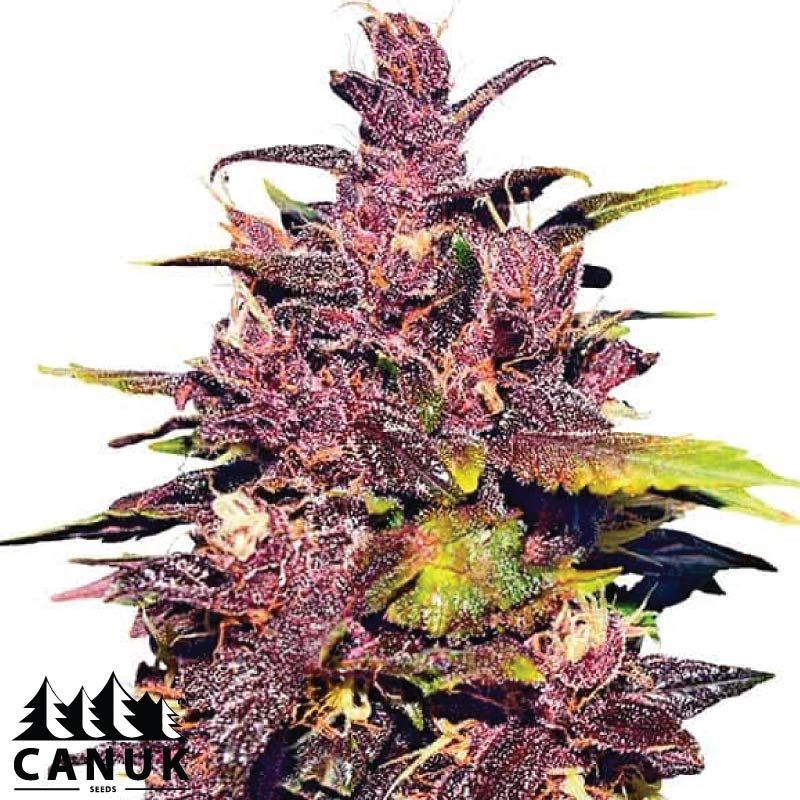 Grand Daddy Purple Fast Version Feminized Seeds - ELITE STRAIN