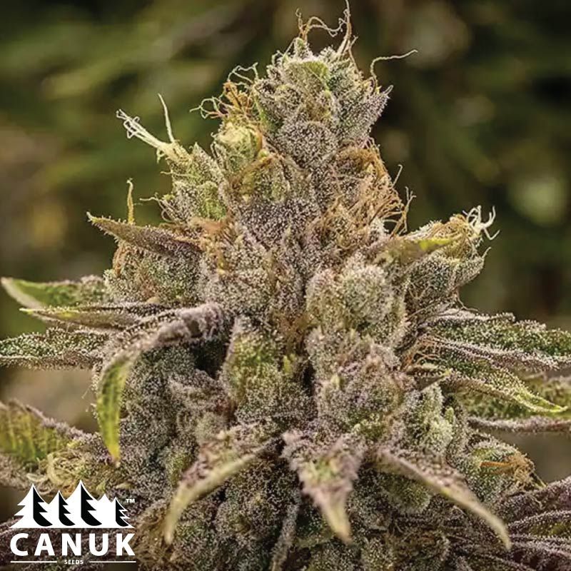 Permanent Marker Feminized Seeds ELITE STRAIN