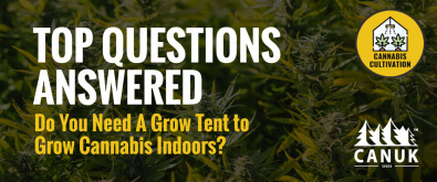 Top Questions: Do You Need A Grow Tent to Grow Cannabis Indoors? Answered
