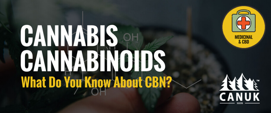 Cannabis Cannabinoids: What Do You Know About CBN?