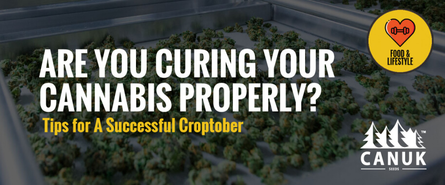 Are You Curing Your Cannabis Properly? Tips for A Successful Croptober