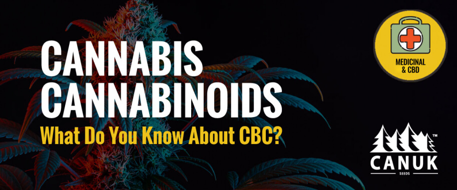 Cannabis Cannabinoids: What Do You Know About CBC?