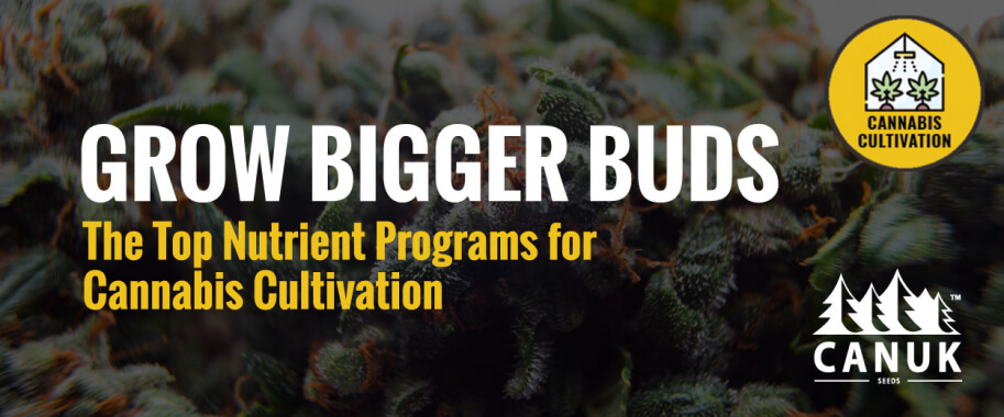 Grow Bigger Buds: The Top Nutrient Programs for Cannabis Cultivation