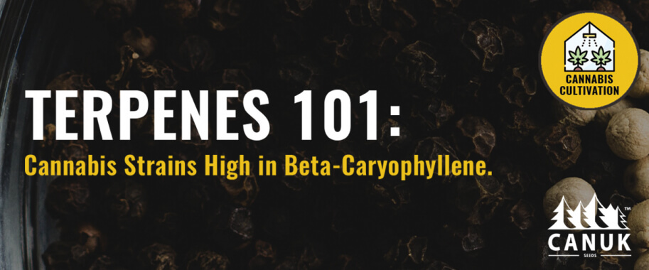 Terpenes 101: The Best Cannabis Strains High in Beta-Caryophyllene