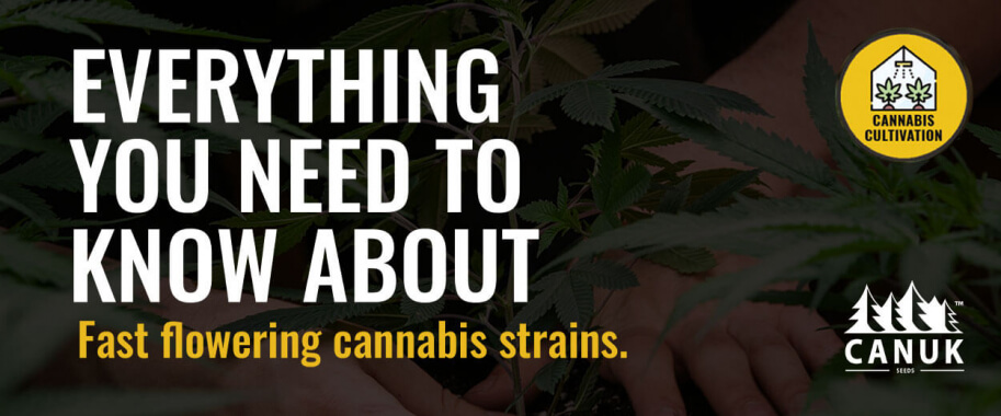 Everything You Need to Know About FAST Flowering Cannabis Strains