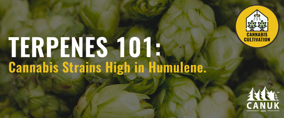 Terpenes 101: The Best Cannabis Strains High in Humulene