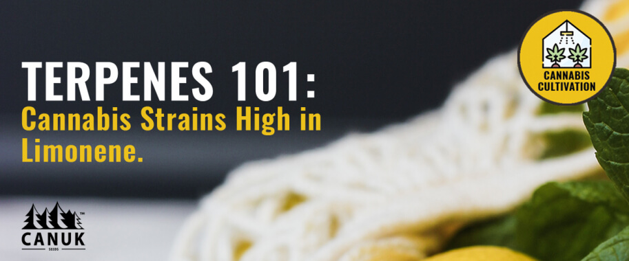 Terpenes 101: The Best Cannabis Strains high in Limonene