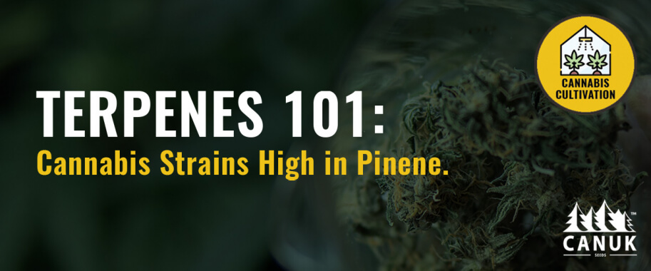 Terpenes 101: Cannabis Strains High in Pinene
