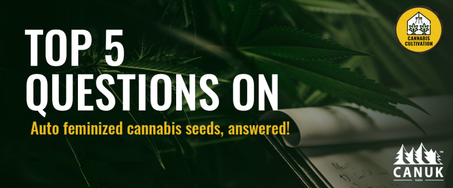 Top 5 Questions on Auto feminized Cannabis Seeds Answered
