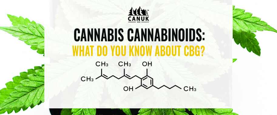 Cannabis Cannabinoids: What Do You Know About CBG?