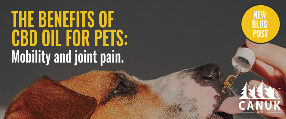 The Benefits of CBD Oil for Pets: Mobility and Joint Pain