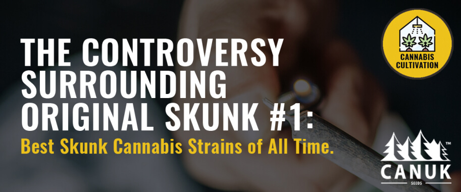 The Controversy Surrounding Original Skunk #1: Best Skunk Cannabis Strains of All Time