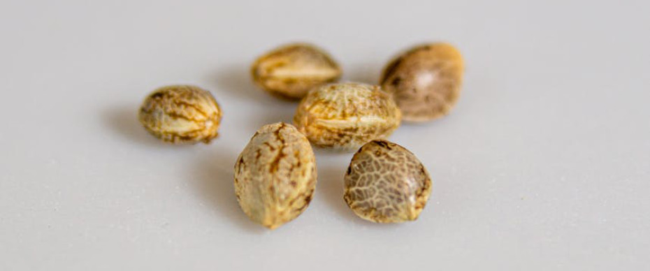 5 Things You Need to Know About Buying Weed Seeds in Canada