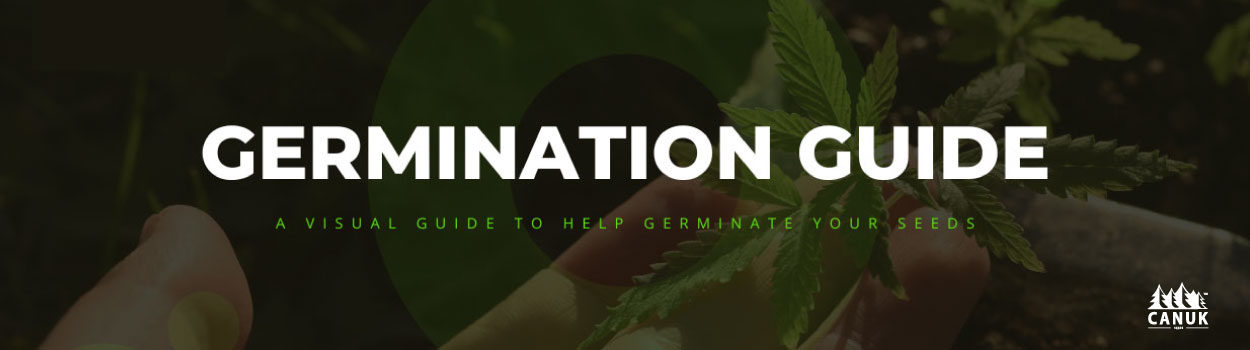Canuk Seeds Germination Guide